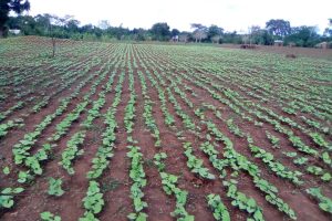 Crops 2 weeks old