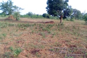 land with Mango Tree